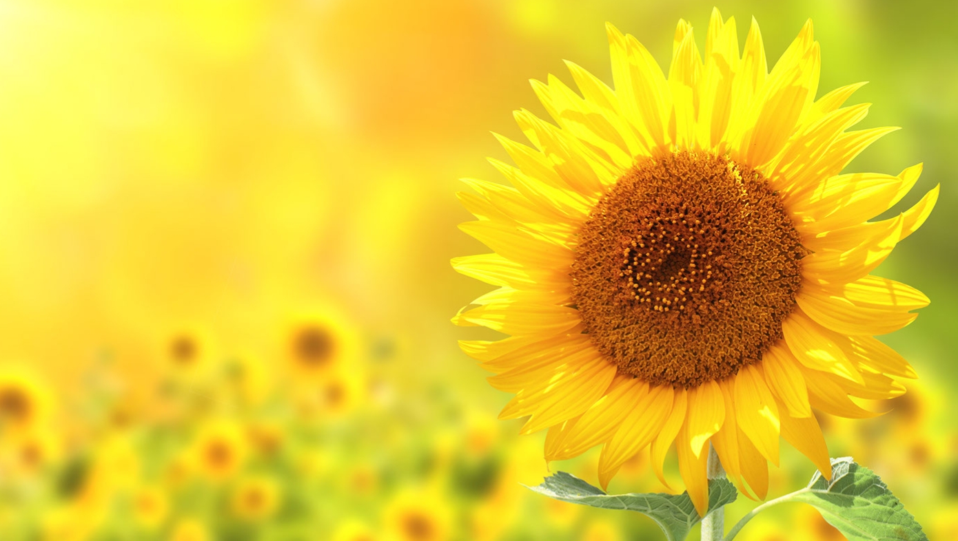 ätherische öle - ätherische öle kaufen - naturreine ätherische öle - was sind ätherische öle - young living ätherische öle - reine ätherische öle - welche ätherische öle